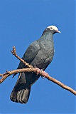 White-crowned Pigeon