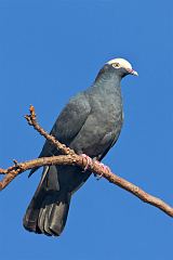 White-crowned Pigeon