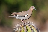 White-winged Dove