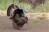 Wild Turkey