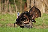 Wild Turkey