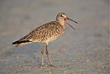 Willet