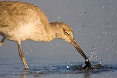 Willet