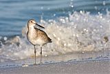 Willet