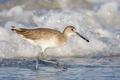 Willet