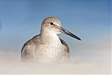 Willet