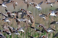 Wilson's Phalarope