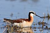 Wilson's Phalarope