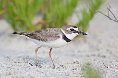 Wilson's Plover