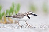 Wilson's Plover