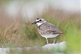 Wilson's Plover