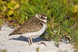 Wilson's Plover