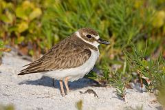 Wilson's Plover