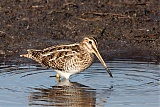 Wilson's Snipe