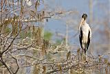 Wood Stork