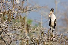 Wood Stork