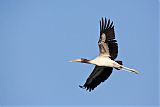 Wood Stork