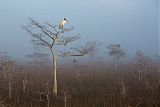 Wood Stork