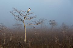 Wood Stork