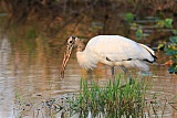 Wood Stork