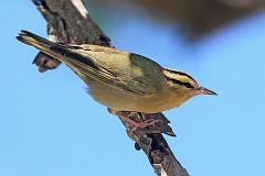 Worm-eating Warbler