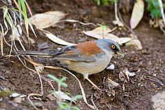 Yellow-eyed Junco