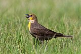 Yellow-headed Blackbirdborder=