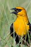 Yellow-headed Blackbird