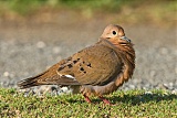 Zenaida Dove