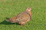 Zenaida Dove