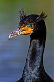 Double-crested Cormorant