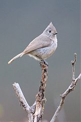 Juniper Titmouse