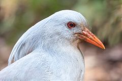 Kagu