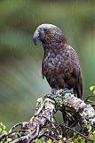 New Zealand Kaka