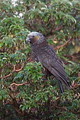 New Zealand Kaka