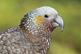 New Zealand Kaka