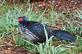 Kalij Pheasant