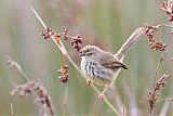 Karoo Prinia