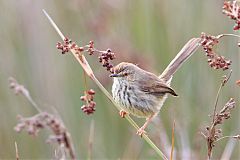 Karoo Prinia