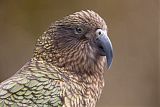 Kea