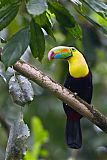 Keel-billed Toucanborder=