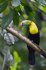 Keel-billed Toucan