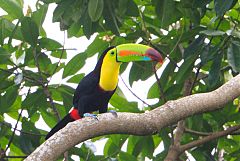 Keel-billed Toucan