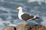 Kelp Gull