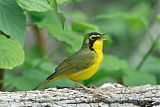 Kentucky Warbler