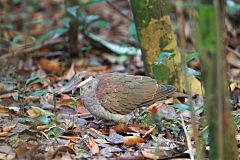 Key West Quail-Dove