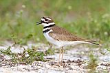 Killdeer