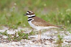 Killdeer