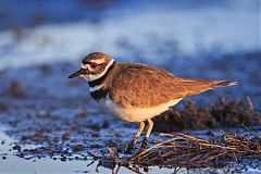 Killdeer