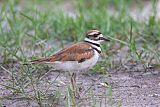 Killdeer